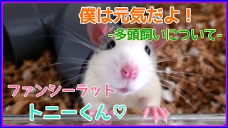 【僕は、元気だよ！-多頭飼いについて-】#ファンシーラット #ラット #rat #ペット #小動物