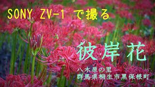 SONY ZV-1 で撮る彼岸花～八木原の里（群馬県桐生市黒保根町八木原）