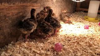 Baby turkeys gobbling