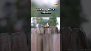 Super Rare Yellow Cardinal..😯