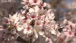 南あわじ市 諭鶴羽ダム公園 ダム湖に映える桜 見頃に