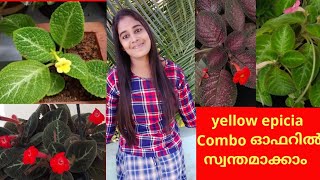 Yellow  epicia  combo ഓഫറിൽ  സ്വന്തമാക്കൂ