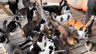 Japan's Must Visit Cat Islands Four Picks🐈