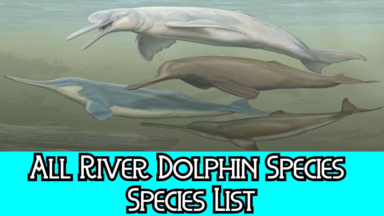 Different Types Of Dolphins List