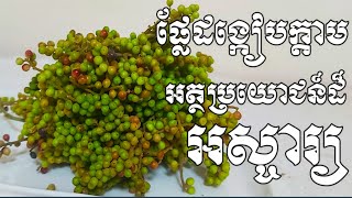 ផ្លែដង្កៀបក្ដាមលាក់នៅអាថ៌កំបាំងដ៏អស្ចារ្យក្នុងការព្យាបាលជំងឺយ៉ាងមានប្រសិទ្ធភាព - Health Inform