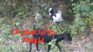 kk goat farm, Udalguri  (Tangla)