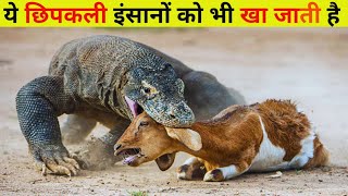 ये छिपकली इंसानों को भी खा जाती है कोमोडो ड्रैगन के कुछ रोचक फैक्ट्स |Komodo Dragon in hindi |