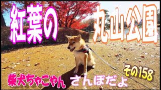 柴犬ちゃこやん158　紅葉の美しい上尾丸山公園を散歩し、素敵なご家族や柴犬さんたちとの出会いに、冬の日だまりの温かさを感じる柴犬ちゃこ　#柴犬 #柴犬ライフ　 #shibainu