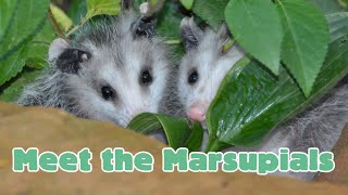 Meet the Marsupials #Marsupials #Kangaroos #Koalas #homeschool #elementaryscience #science