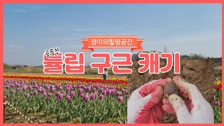 공릉천에서 튤립구근캐기/튤립구근캐는 방법/튤립구근보관법