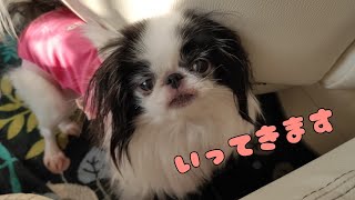 抜糸してきた❣　元繁殖犬のローズちゃん🐩🐾