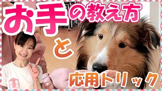 【犬芸】お手の教え方　お手ができたら出来る応用トリックもご紹介！/シェルティ