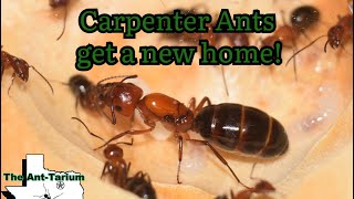 Texas Bicolored Carpenter Ants and their New Home