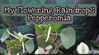 Flowering Raindrops Pepperomia |Sharing some pepperomia collections| Pepperomia