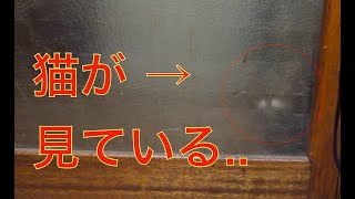 【１分劇場】早く開けないと怒られます♪　　The cat gets angry if I don't open the door early.