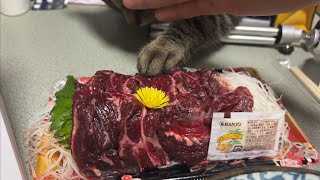 「コレあたしの」と肉球で触れることで事実上所有権を得た居候の猫