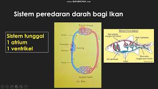 Sains Tingkatan 3| Bab 3.2 Peredaran Darah part 1