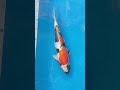 Ikan Koi Showa Doitsu Hikari Size 32 cm Harga 3 Juta