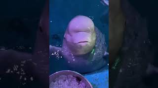 这海豚真可爱 This dolphin is so cute #beach #funny