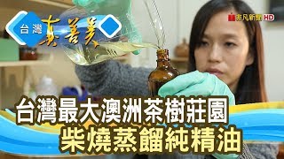 澳洲“茶樹精油”創綠金│艾森精油│【台灣真善美】2020.02.16