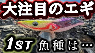 大注目の新作エギの記念すべき1st魚種は… #エギング #アオリイカ #イカ釣り #fishing