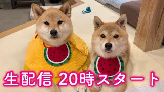 YouTubeライブ🐶20時スタート✨