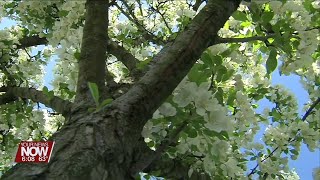 Tips for curbing spring allergies