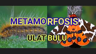 METAMORFOSIS ULAT BULU