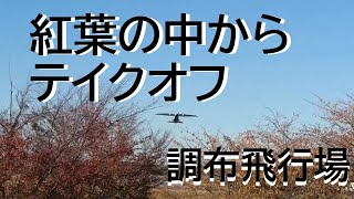 調布飛行場　紅葉の中からのテイクオフ　新中央航空