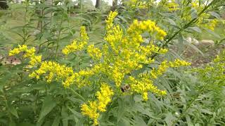 Canadian Goldenrod: Garden hero or garden thug?