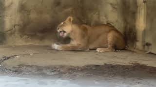 八木山動物公園  ライオン  なお   サン  ＃氷で遊ぶライオン