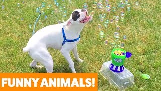 Funniest Pets & Animals of the Week | Funny Pet Videos