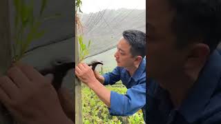 How amazing to grow orchids propagate plant fast and easy #4600