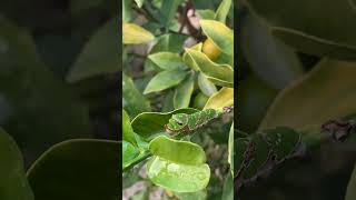 キンカンの木の葉っぱを食べまくっていた綺麗な緑色のイモムシに霧吹きを連射するとこうなります