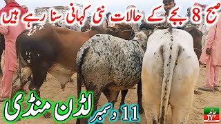 Luddan Cow Mandi Today Latest Update 11-12-2024 - Cow Mandi 2024 - Cholistani Bachre in Ludan Mandi