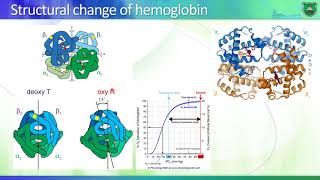 Lec01 Introduction into hemoglobin and more 2020