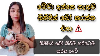 ගිනිපිග් බෝ කරනවා නම් මේක බලන්න! || Breeding \u0026 Reproduction of Guinea Pigs 🐹 #guineapig #pets