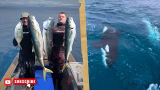 An Orca encounter I will never forget! Kingfish and Trevally Spearfishing