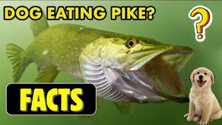 Can a Pike Eat a Dog? | Rare Predator Attack Explained