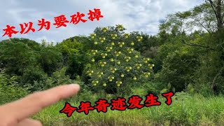 十年前花高价60元买的二棵果树苗，以为要砍掉，今年奇迹发生了