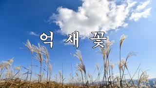 [시낭송힐링플러스] 억새꽃/조춘식.시 (낭송 문은경)