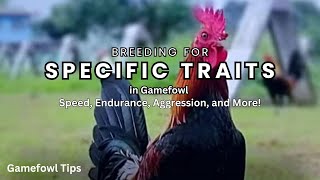 Breeding for Specific Traits in Gamefowl up to segment 3