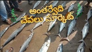 అంతర్వేది ఫిష్ మార్కెట్|| చేపలు -- రకాలు || fish open auction