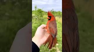 😍 Northern cardinal Bird 🐦