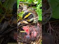 white throated fantailbird feeding its young.