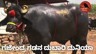 ಗಜೇಂದ್ರಗಡನ ದುಬಾರಿ ದುನಿಯಾ. Karnataka Bigest Buffalo.Forest and Nature Tv