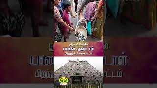 ஸ்ரீரங்கம் கோவில் யானை ஆண்டாள் பிறந்தநாள் | srirangam #shorts