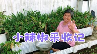 樓頂的朝天椒熟了很多，採收下來慢慢吃。