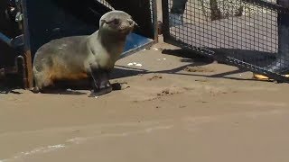 Liberan en el mar un lobo marino que había sido rescatado en el Riachuelo