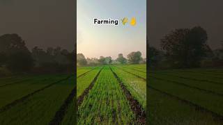 सिंड्रील 2 🌊 Farming #shorts #youtubeshort #farmingvideo #gehun_ki_kheti #lahsunkikheti #uthilahsun